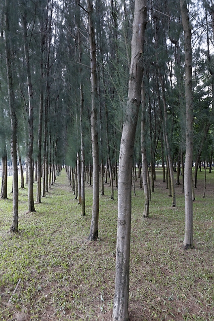 Wat Dhammakaya-MAI14-002